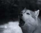 Yuki Yuki