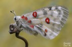 Parnassius apollo Parnassius apollo
