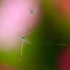 Ballerine del vento su filo di ragnatela