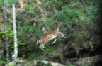 Il salto del Daino - panning Il salto del Daino - panning