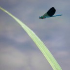 volare... volare...