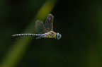 Un fortunato scatto singolo mi ha permesso di immortalare in modo accettabile questo maschio di Aeshna affinis in volo.
Mi piace molto la postura aerodinamica delle zampe...
Critiche e commenti sono graditi.
MVM2959
[url=http://funkyimg.com/view/2Kd5S]H.R.[/url]