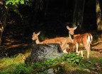 Daini , nelle Foreste Casentinesi Daini , nelle Foreste Casentinesi