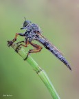 Asilide Asilide