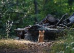 La Belva feroce delle Foreste La Belva feroce delle Foreste