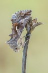 Autographa gamma Autographa gamma