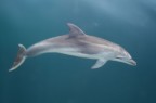 delfino mosso delfino mosso