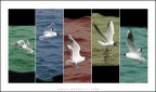 Gulls Artwork