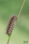 Bruco di Melitaea didyma Bruco di Melitaea didyma