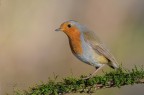 Robin_DSC4428