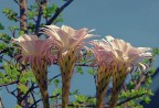 Echinopsis Echinopsis
