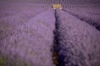 Submerged by lavander Submerged by lavander