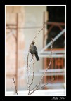 Merlo di citt�