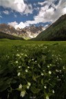 Val Venegia in fiore