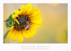 Ape & girasole Ape & girasole