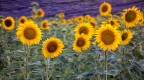 Girasoli Girasoli