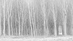 Into trees Into trees