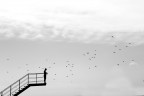 voglio volare . voglio volare .