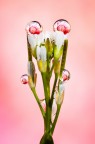 Si tratta di una macro fotografia che ritrae delle gocce d'acqua che riflettono al loro interno il soggetto che sta alle loro spalle.
It is a macro photograph that shows water drops that reflect the subject behind them. Drops e Flowers Gocce e Fiori Riflessi by Mario Nicorelli con Nikon D300s macro