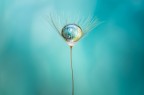 Drops e Flowers Gocce e Fiori Riflessi by Mario JR Nicorelli Drops e Flowers Gocce e Fiori Riflessi by Mario JR Nicorelli