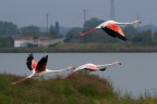 Fenicotteri in volo a Comacchio Fenicotteri in volo a Comacchio