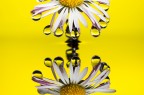 Si tratta di una macro fotografia che ritrae delle gocce d'acqua che riflettono al loro interno il soggetto che sta alle loro spalle.
It is a macro photograph that shows water drops that reflect the subject behind them. Drops e Flowers Gocce e Fiori Riflessi by Mario Nicorelli con Nikon D300s macro fotografia