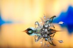 Si tratta di una macro fotografia che ritrae delle gocce d'acqua che riflettono al loro interno il soggetto che sta alle loro spalle.
It is a macro photograph that shows water drops that reflect the subject behind them. Drops e Flowers Gocce e Fiori Riflessi by Mario Nicorelli con Nikon D300s macro fotografia