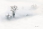 L'Adda e la sua nebbia L'Adda e la sua nebbia