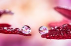Drops e Flowers Gocce e Fiori Riflessi Drops e Flowers Gocce e Fiori Riflessi