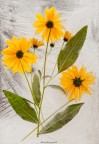 fiori di campo
