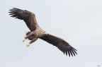 Aquila in avvicinamento Aquila in avvicinamento