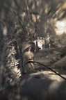 Nel bosco 2 Nel bosco 2