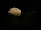 Rosa gialla. Rosa gialla.