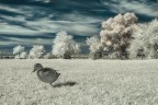 Infrared-DSC_5036
