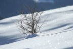 neve neve