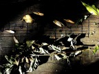 Sinfonia d'autunno Sinfonia d'autunno