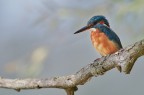 Alcedo Atthis