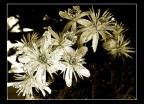 Fiore. Fiore.