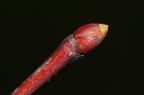come un fiammifero dal becco giallo come un fiammifero dal becco giallo