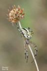 Neoscona adianta