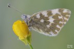 Pontia edusa Pontia edusa