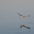 seagull seagull
