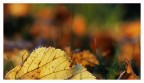 Nel prato autunnale Nel prato autunnale