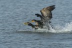 Lotta per un'anguilla Lotta per un'anguilla