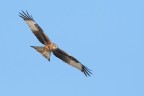 Nibbio reale (Milvus milvus) Nibbio reale (Milvus milvus)