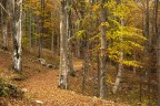 i colori del bosco 2 i colori del bosco 2