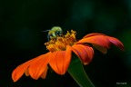 Bombus Bombus