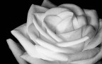 ROSA ROSA