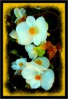 Fiori. Fiori.