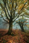 Autumn Autumn